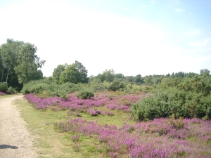 Silchester Common